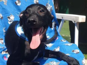 Cachorro raça Vira-Lata idade 2 a 6 meses nome Rock