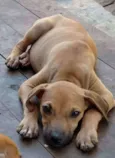 Kiba