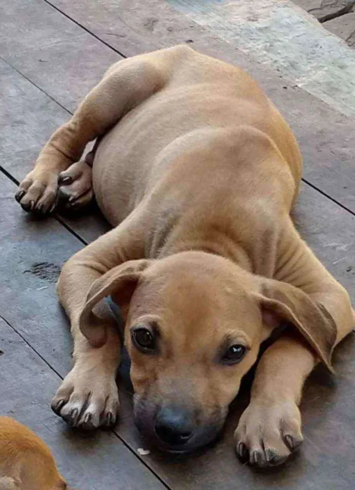 Cachorro ra a Vira-Lata idade 2 a 6 meses nome Kiba