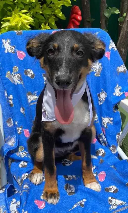 Cachorro ra a Vira-Lata idade 2 a 6 meses nome Lee