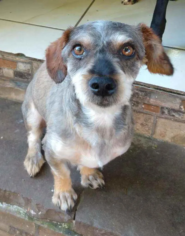 Cachorro ra a Vira-Lata idade 3 anos nome Giraya