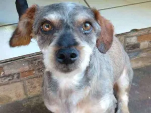 Cachorro raça Vira-Lata idade 3 anos nome Giraya