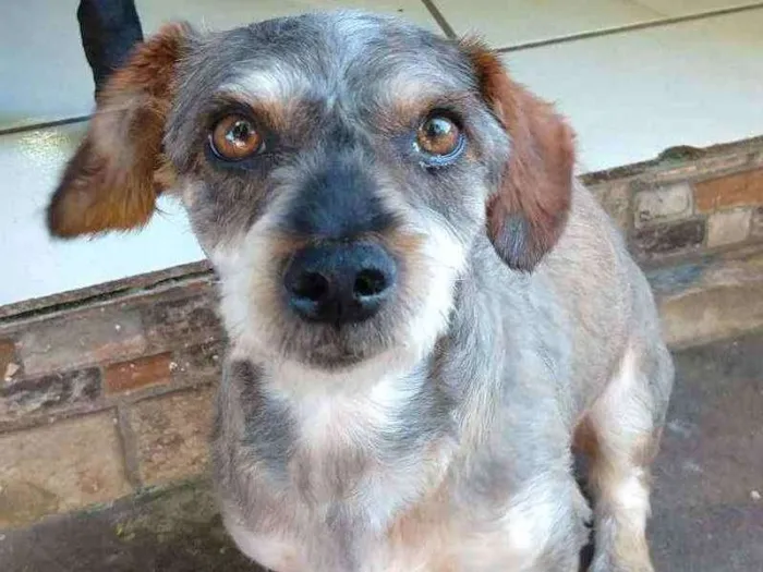 Cachorro ra a Vira-Lata idade 3 anos nome Giraya