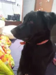 Pretinha