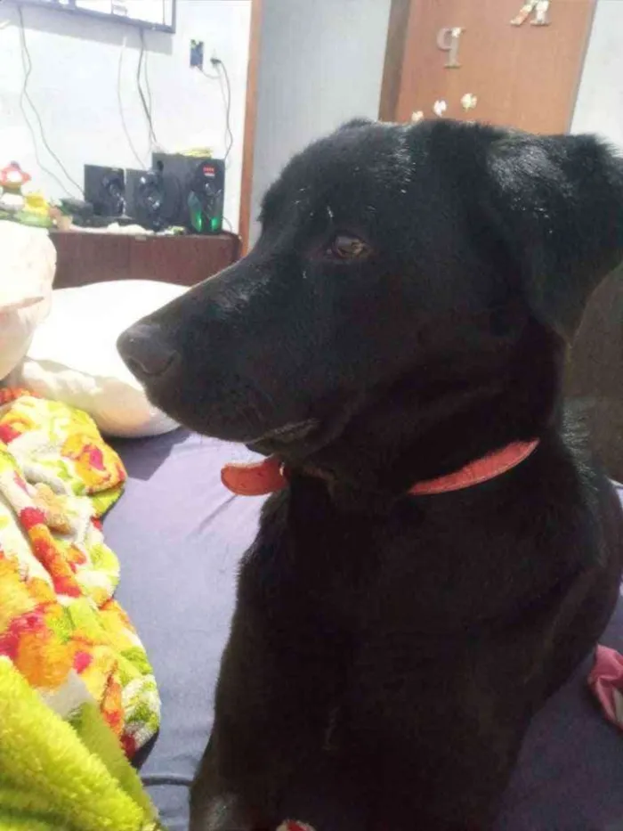 Cachorro ra a Indefinida idade 1 ano nome Pretinha