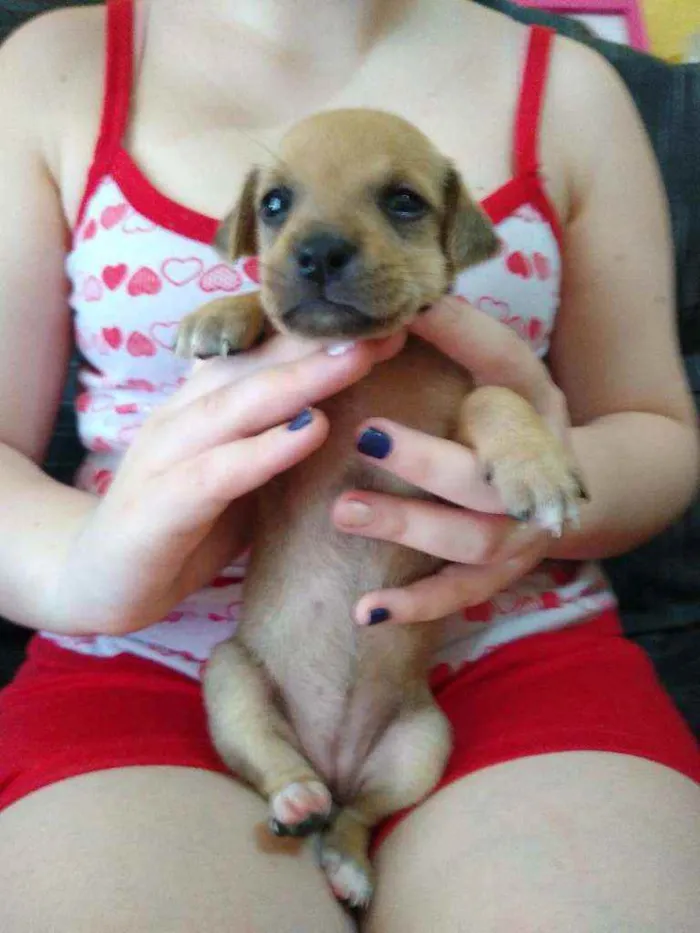 Cachorro ra a vira-lata idade Abaixo de 2 meses nome Sem nome