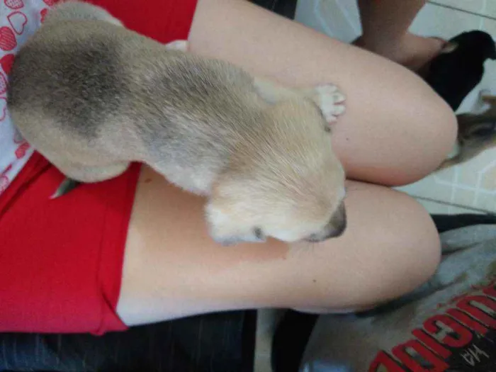 Cachorro ra a vira-lata idade Abaixo de 2 meses nome Sem nome