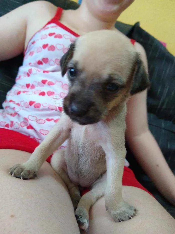 Cachorro ra a vira-lata idade Abaixo de 2 meses nome Sem nome