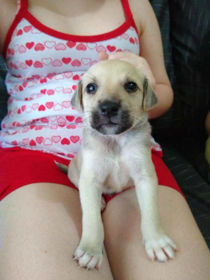 Cachorro ra a vira-lata idade Abaixo de 2 meses nome Sem nome