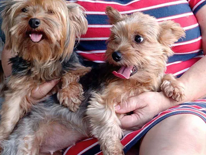 Cachorro ra a Yorkshire idade 1 ano nome Sem nome 