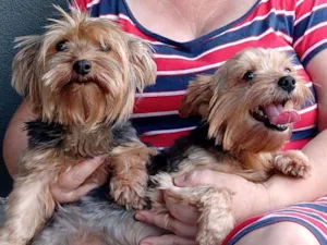 Cachorro raça Yorkshire idade 1 ano nome Sem nome 