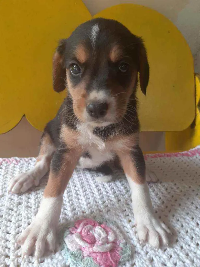 Cachorro raça  idade Abaixo de 2 meses nome Lindos filhotes 