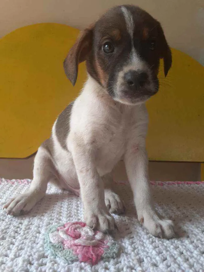 Cachorro raça  idade Abaixo de 2 meses nome Lindos filhotes 