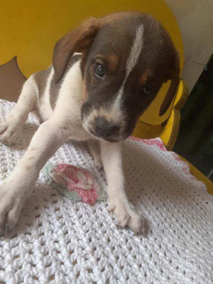Cachorro raça  idade Abaixo de 2 meses nome Lindos filhotes 