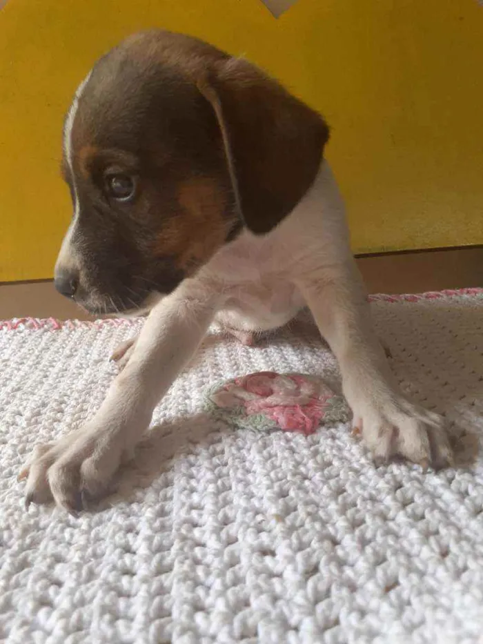 Cachorro raça  idade Abaixo de 2 meses nome Lindos filhotes 