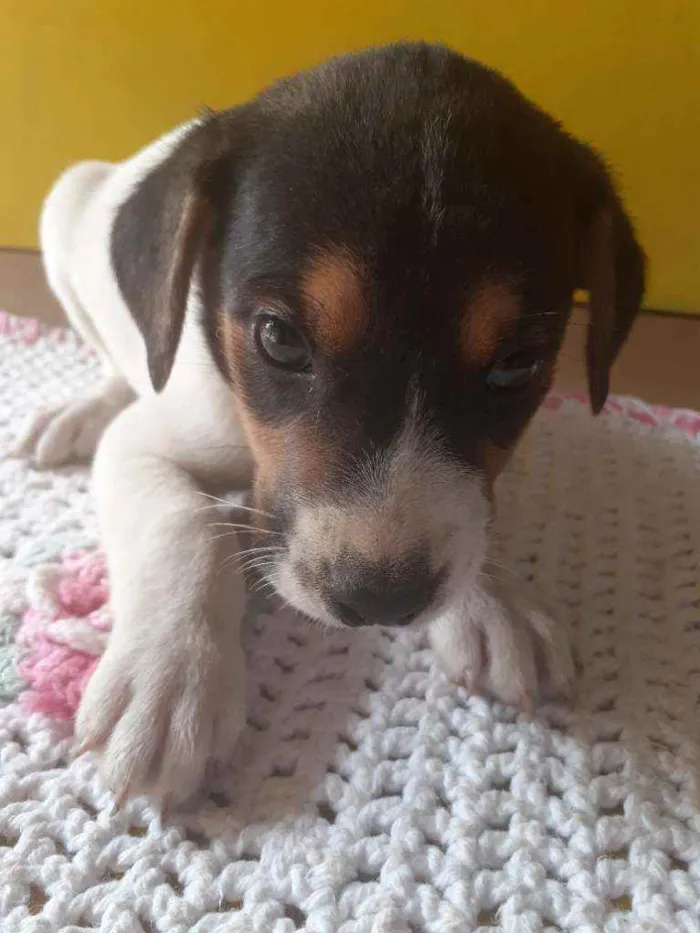 Cachorro raça  idade Abaixo de 2 meses nome Lindos filhotes 