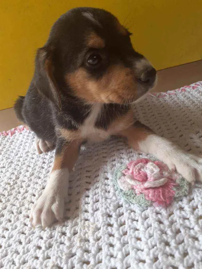 Cachorro raça  idade Abaixo de 2 meses nome Lindos filhotes 
