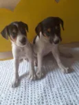 Lindos filhotes 