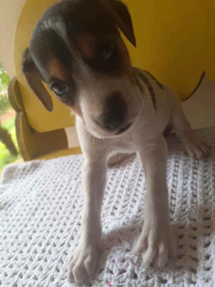 Cachorro raça  idade Abaixo de 2 meses nome Lindos filhotes 
