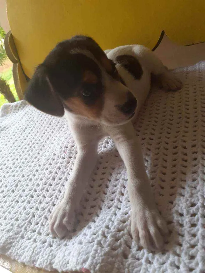 Cachorro raça  idade Abaixo de 2 meses nome Lindos filhotes 