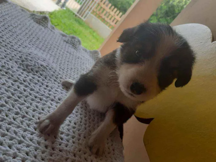 Cachorro raça  idade Abaixo de 2 meses nome Lindos filhotes 