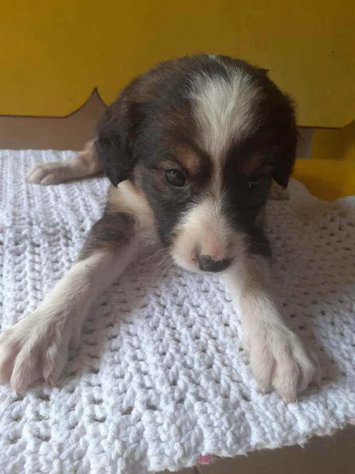 Cachorro raça  idade Abaixo de 2 meses nome Lindos filhotes 