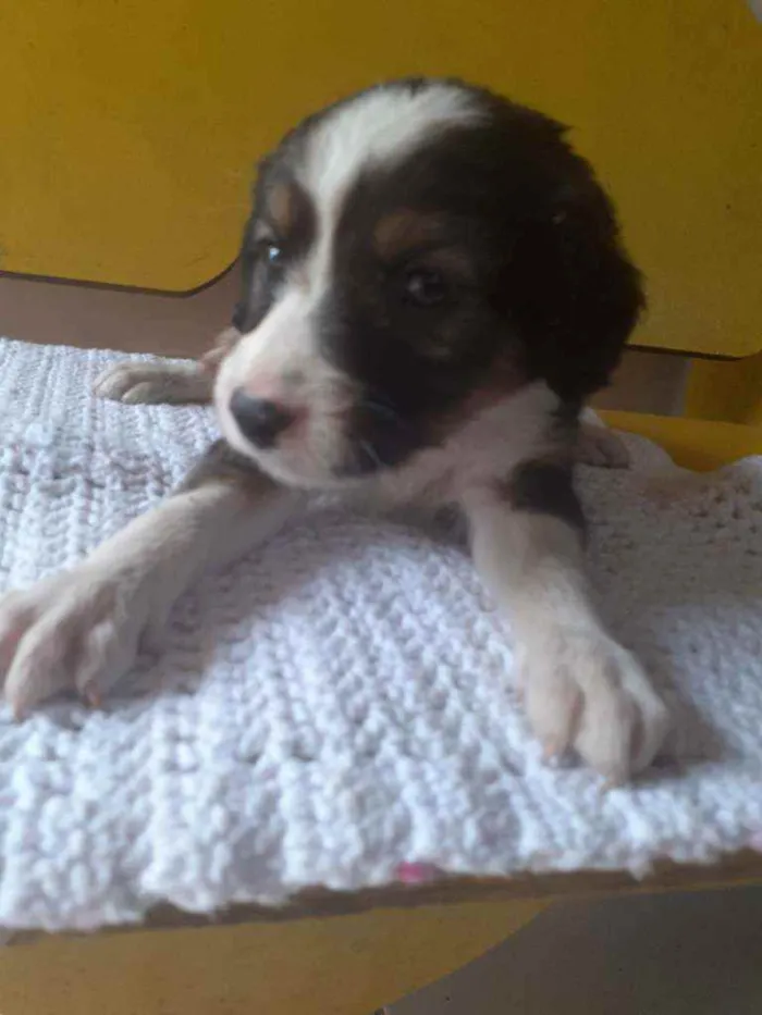 Cachorro raça  idade Abaixo de 2 meses nome Lindos filhotes 