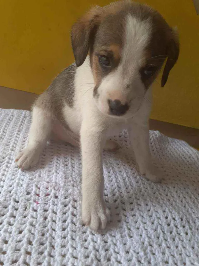 Cachorro raça  idade Abaixo de 2 meses nome Lindos filhotes 