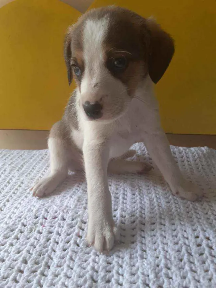 Cachorro raça  idade Abaixo de 2 meses nome Lindos filhotes 