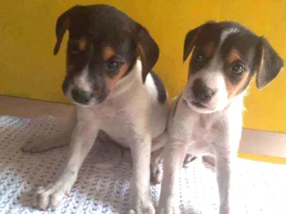 Cachorro raça  idade Abaixo de 2 meses nome Lindos filhotes 