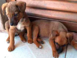 Cachorro raça Vira Lata idade Abaixo de 2 meses nome Sem Nome