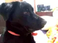 Pretinha