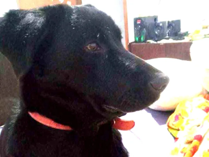 Cachorro ra a Indefinida idade 1 ano nome Pretinha