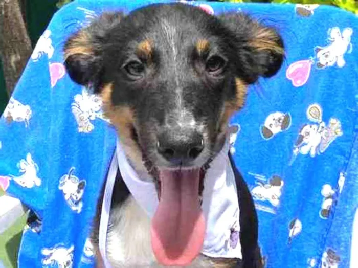 Cachorro ra a Vira-Lata idade 2 a 6 meses nome Lee