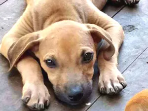 Cachorro raça Vira-Lata idade 2 a 6 meses nome Kiba