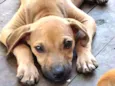 Kiba