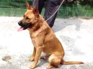 Cachorro raça SRD idade 1 ano nome Lion
