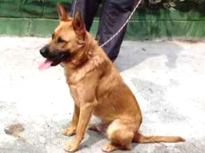 Cachorro raça SRD idade 1 ano nome Lion