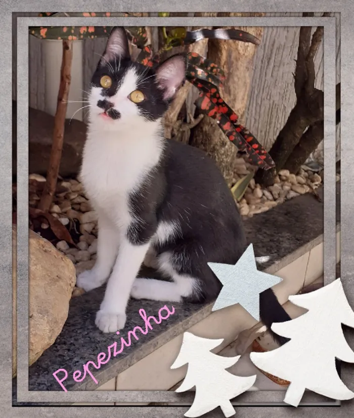 Gato raça srd idade 2 a 6 meses nome Pepezinha