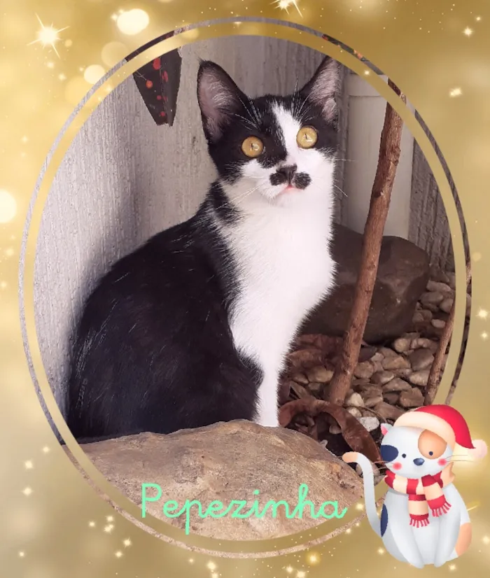 Gato raça srd idade 2 a 6 meses nome Pepezinha