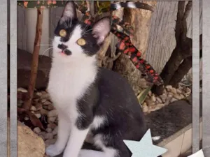 Gato raça srd idade 2 a 6 meses nome Pepezinha