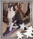 Pepezinha