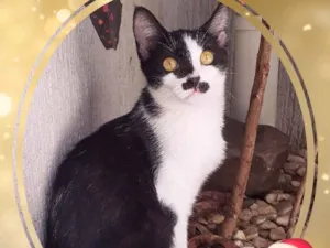 Gato raça srd idade 2 a 6 meses nome Pepezinha