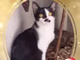 Pepezinha