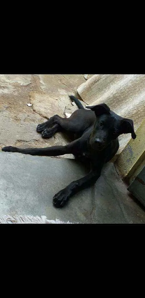 Cachorro ra a Mistiço idade 2 a 6 meses nome Bily