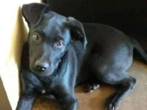 Cachorro raça Mistiço idade 2 a 6 meses nome Bily