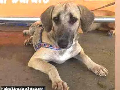 Cachorro ra a Srd idade 7 a 11 meses nome Gaya