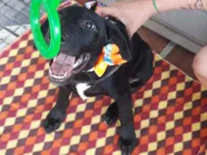 Cachorro raça Srd  idade 2 a 6 meses nome Malu