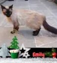 Emily