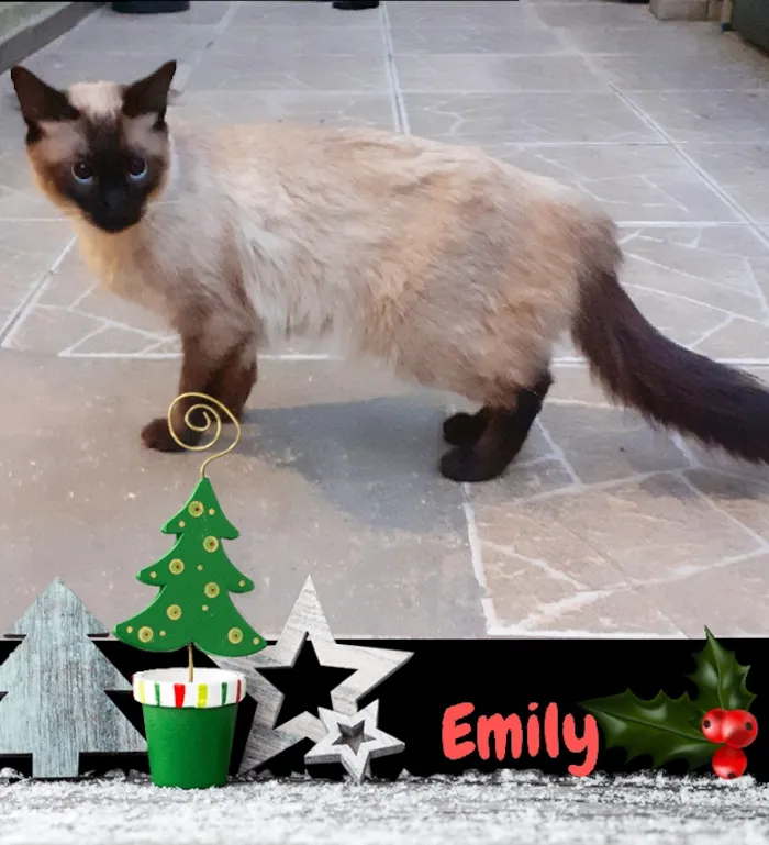 Gato ra a srd idade 2 anos nome Emily